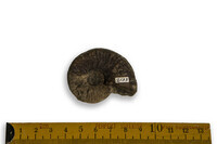 F 02133
<br/>
<br/>
<em></em>